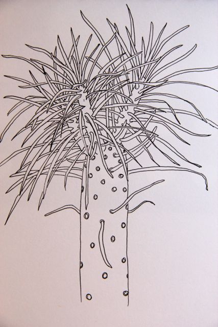 Plants drawings. Dibujos de plantas.